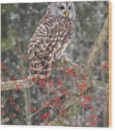 Barred Owl And Berries Wood Print