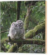 Barred Owl Fledglings Snuggling Wood Print