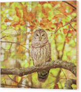 Barred Owl In Autumn Natchez Trace Ms Wood Print