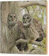 Barred Owl Pair Wood Print