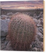 Barrel Cactus And Colorful Clouds Wood Print