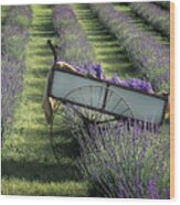 Barrel Of Lavender Wood Print