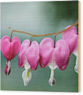 Be Still My Bleeding Heart Botanical / Nature / Floral Photo Wood Print