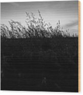 Beachgrass Sunset Black And White Wood Print