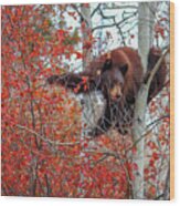 Bear Cub Wood Print
