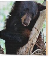 Bear Resting In Tree Wood Print