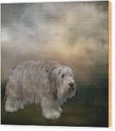 Bearded Collie Wood Print