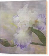 Bearded Iris 'gnuz Spread' Wood Print