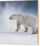 Beautiful Adult Male Polar Bear, Ursus Maritimus, Walking Across The Snow Of Svalbard Wood Print