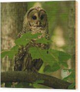 Beautiful Barred Owl Mother Wood Print