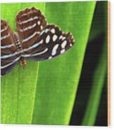 Beautiful Blue Butterfly With With Spots Sits Quietly On A Leaf Wood Print