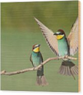 Beautiful Couple Bee-eaters Wood Print