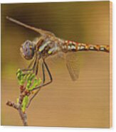 Beautiful Dragonfly In Canyonlands National Park Wood Print