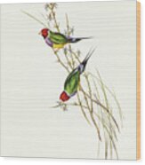 Beautiful Grass Finch, Poephila Mirabilis Wood Print