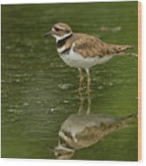 Beautiful Killdeer Wood Print