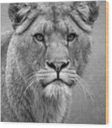 Beautiful Lioness In Black And White Wood Print