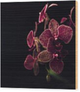 Beautiful Orchid Flower On Dark Background 2 Wood Print