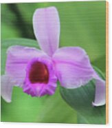 Beautiful Orchid In The Wild Wood Print