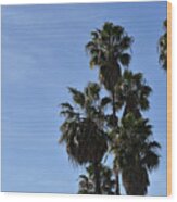 Beautiful Palm Trees Against A Clear Blue Sky Wood Print