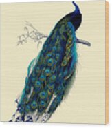 Beautiful Peacock Wood Print