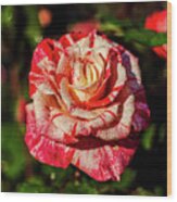 Beautiful Red And White Rose Wood Print