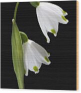 Beautiful Snowdrops Spring Flowers Delight Wood Print