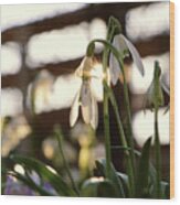 White Snowdrop In Golden Hours. Wood Print