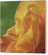 Beautiful Yellow Rio Samba Tea Rose Wood Print