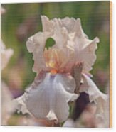 Beauty Of Irises. Ballerina Pirouette 4 Wood Print