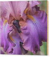Beauty Of Irises. Cranberry Ice Closeup Wood Print