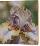 Beauty Of Irises. Karibik 8 Wood Print