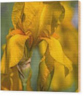 Beauty Of Irises. Zlatokop Wood Print