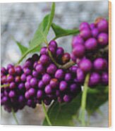 Beautyberry Bush Wood Print