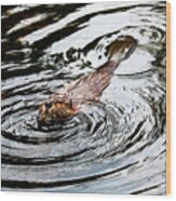 Beaver 1b Wood Print