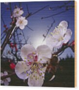 Bee Approaching Cherry Blossoms, Rear View Wood Print