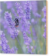 Bee Buzzing In The Lavender Wood Print