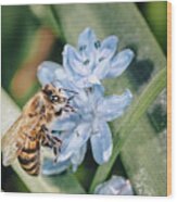 Bee On A Flower Wood Print