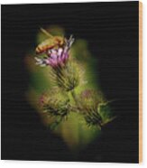 Bee On A Thistle Wood Print