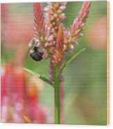 Bee On Celosia Flower Wood Print