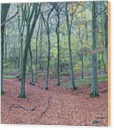 Beech Woodland, Cotswolds, England, Uk Wood Print