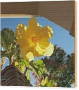 Begonia On Porch Wood Print