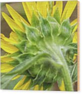 Behind A Sunflower In North Carolina Wood Print