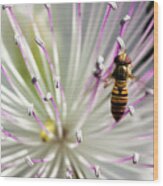 Belted Hoverfly, Syrphidae On A Caper Flower Wood Print