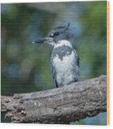 Belted Kingfisher Dsb0380 Wood Print