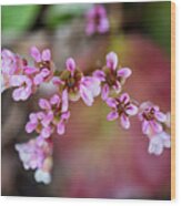 Bergenia Ciliata Flowers Wood Print