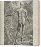 Bernhard Siegfried Albinus ,  Tabulae Sceleti Et Musculorum Corporis Humani 9 Wood Print