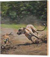 Best Buddies - Lurcher And Plummer Terrier Wood Print