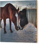 Best Friends - Two Horses Showing Each Other Some Affection In Winter Sunset Wood Print