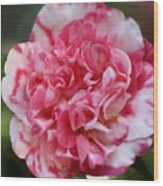 Bi-color Camellia Iii Wood Print