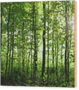 Bialowieza National Park, Poland Wood Print